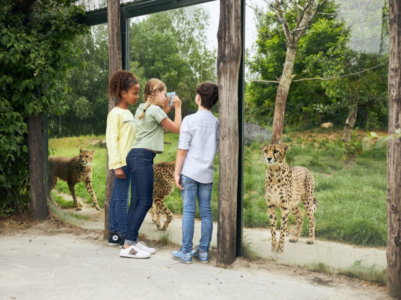 dierenrijk-familie-glas.jpg